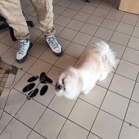 Mâle lhassa apso pour saillie #1