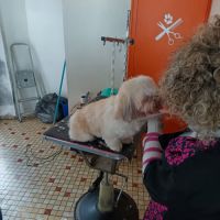 Mâle lhassa apso pour saillie