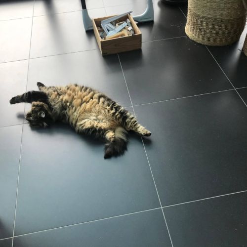 Mimichou, chatte stérilisée très câline #2