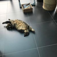Mimichou, chatte stérilisée très câline #2