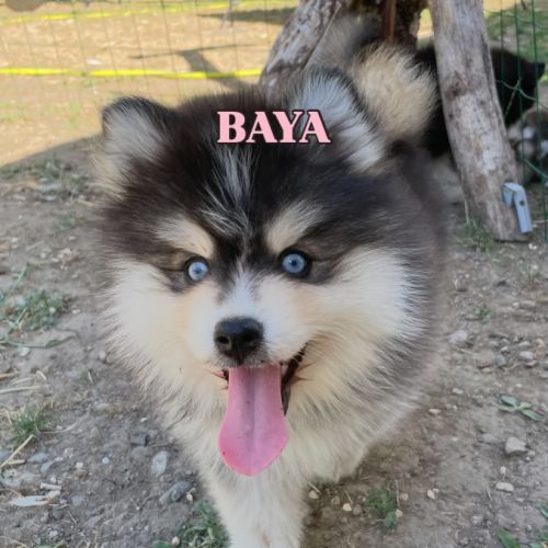 Élevage familial my tiny pomsky, 5 chiots f3+