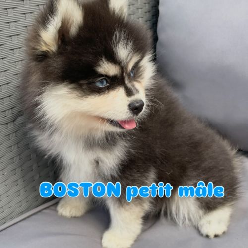 Élevage familial my tiny pomsky, 5 chiots f3+ #2