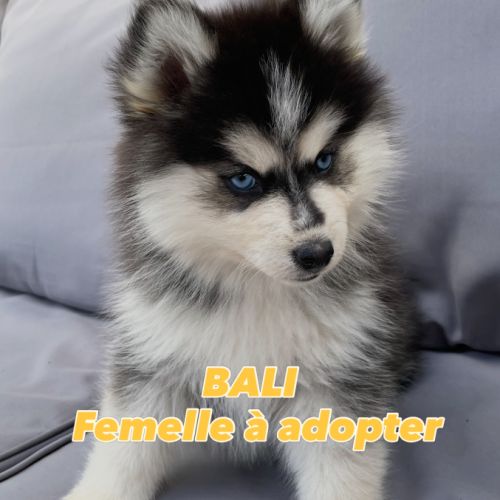Élevage familial my tiny pomsky, 5 chiots f3+ #3