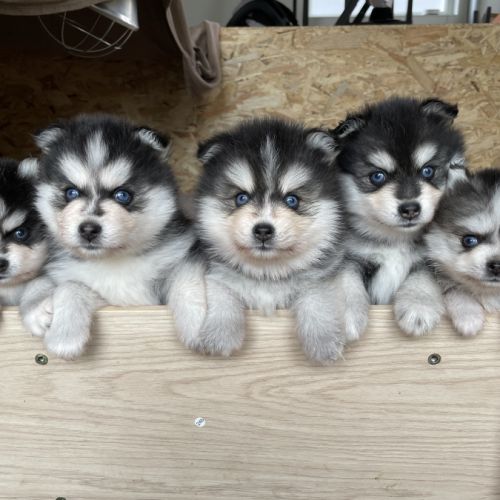 Élevage familial my tiny pomsky, 5 chiots f3+ #0