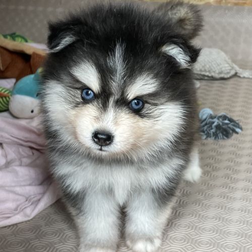 Élevage familial my tiny pomsky, 5 chiots f3+ #2