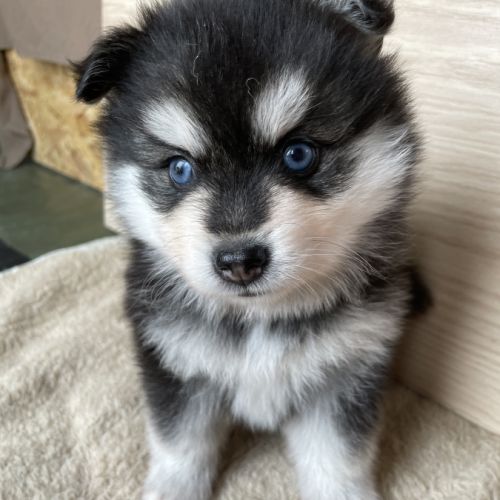 Élevage familial my tiny pomsky, 5 chiots f3+ #4