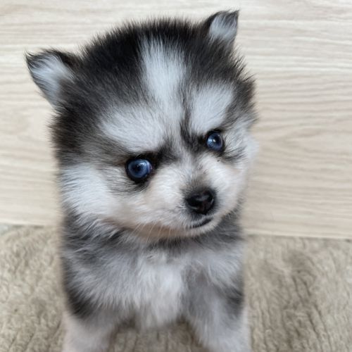 Élevage familial my tiny pomsky, 5 chiots f3+ #5