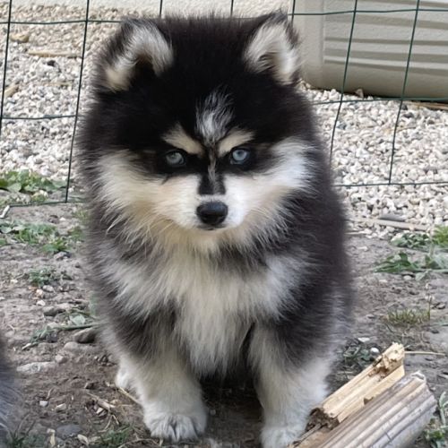 Élevage familial my tiny pomsky, 5 chiots f3+ #4