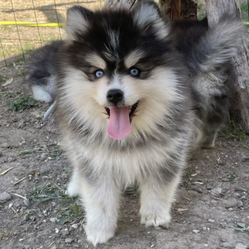 Élevage familial my tiny pomsky, 5 chiots f3+ #5