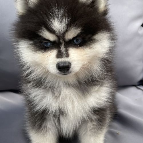Élevage familial my tiny pomsky, 5 chiots f3+ #7