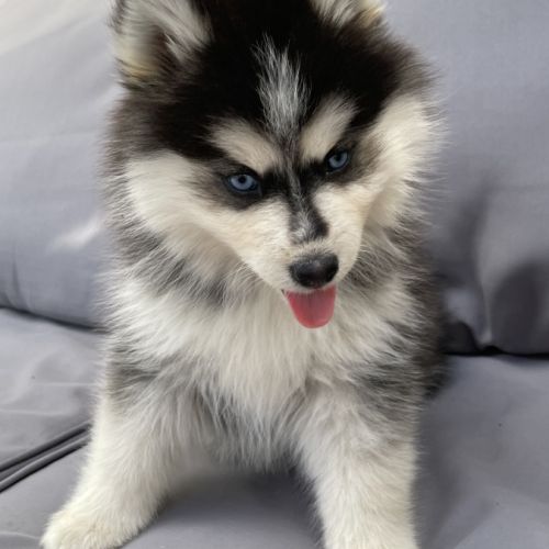 Élevage familial my tiny pomsky, 5 chiots f3+ #9