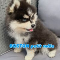 Élevage familial my tiny pomsky, 5 chiots f3+ #2