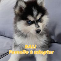 Élevage familial my tiny pomsky, 5 chiots f3+ #3