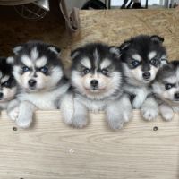 Élevage familial my tiny pomsky, 5 chiots f3+