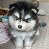 Élevage familial my tiny pomsky, 5 chiots f3+ #2