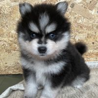 Élevage familial my tiny pomsky, 5 chiots f3+ #3