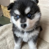 Élevage familial my tiny pomsky, 5 chiots f3+ #4