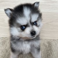Élevage familial my tiny pomsky, 5 chiots f3+ #5