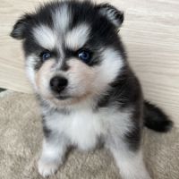 Élevage familial my tiny pomsky, 5 chiots f3+ #6
