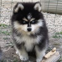Élevage familial my tiny pomsky, 5 chiots f3+ #4