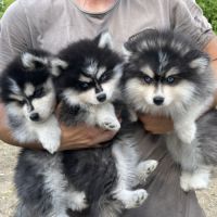 Élevage familial my tiny pomsky, 5 chiots f3+ #6