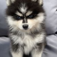 Élevage familial my tiny pomsky, 5 chiots f3+ #7