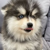 Élevage familial my tiny pomsky, 5 chiots f3+ #8