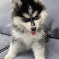 Élevage familial my tiny pomsky, 5 chiots f3+ #9