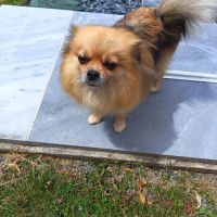 Vends spitz