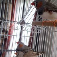 Cherche famille d'accueil #3