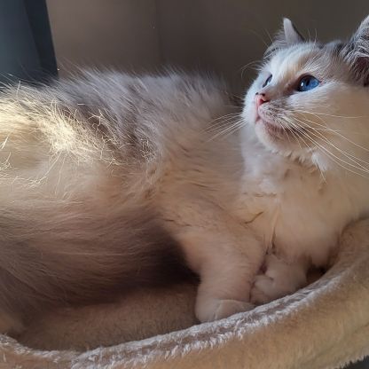 Femelle ragdoll #1