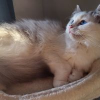 Femelle ragdoll #1