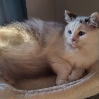 Femelle ragdoll #0