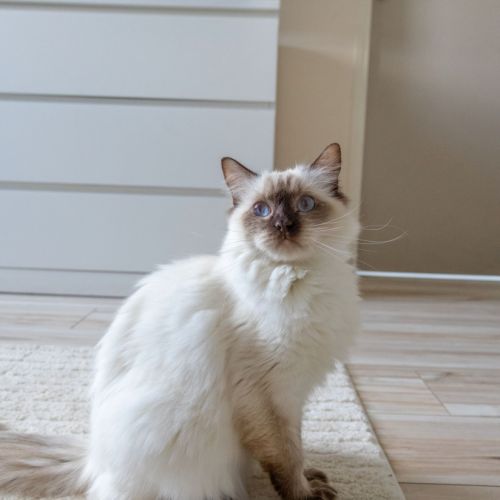 Femelle ragdoll loof