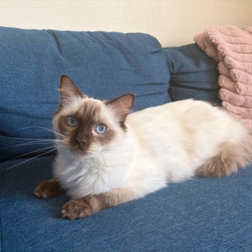 Femelle ragdoll loof #2