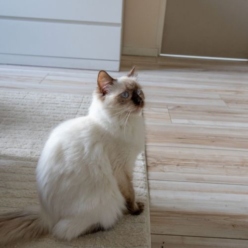 Femelle ragdoll loof #3