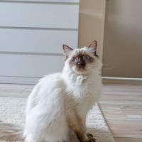 Femelle ragdoll loof