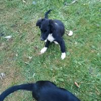 Chiots border collie noir et blanc #2
