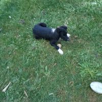 Chiots border collie noir et blanc #0