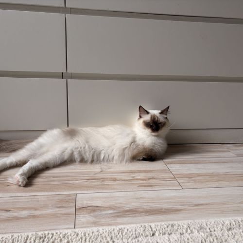 Femelle ragdoll #1