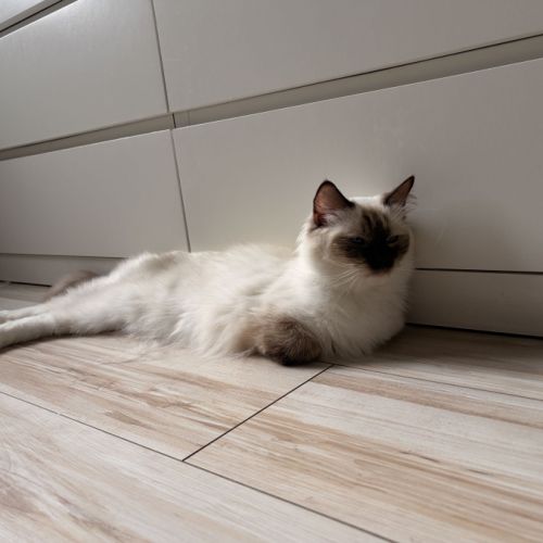 Femelle ragdoll #2