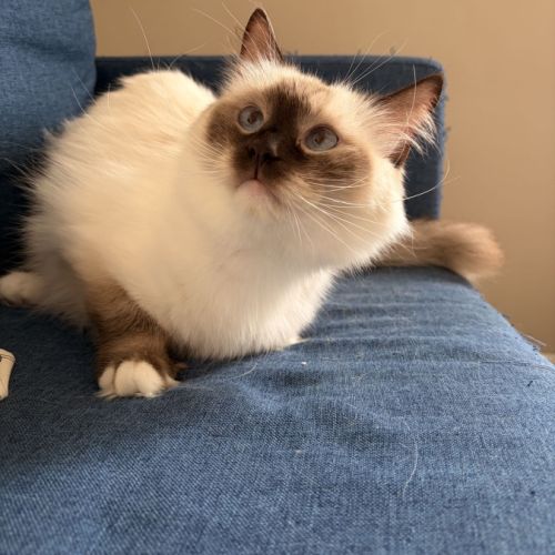 Femelle ragdoll