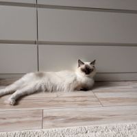 Femelle ragdoll #1