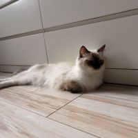 Femelle ragdoll #2