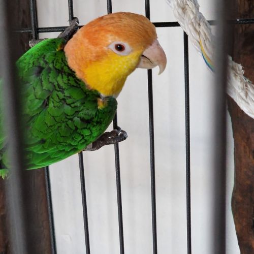 Vend couple caique #0