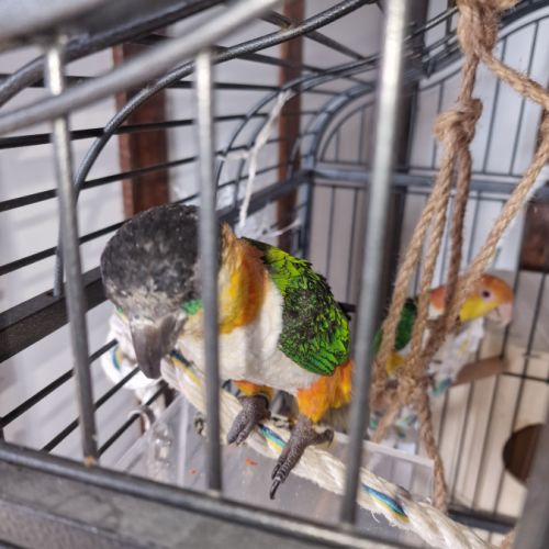 Vend couple caique #3
