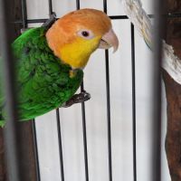 Vend couple caique