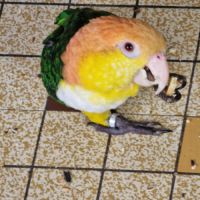 Vend couple caique #2
