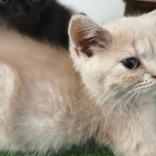 Tres beaux british shorthair