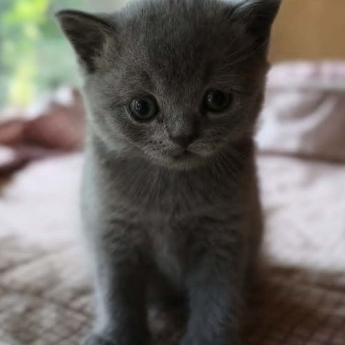 Magnifique petit bleu #0